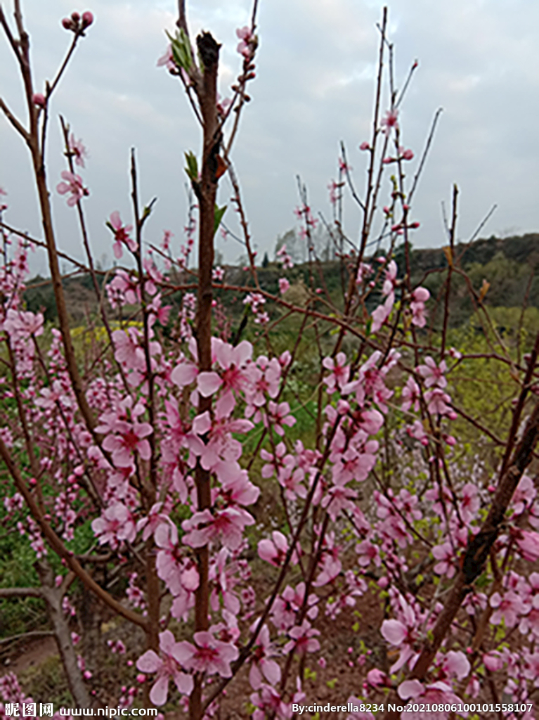 春天 桃花