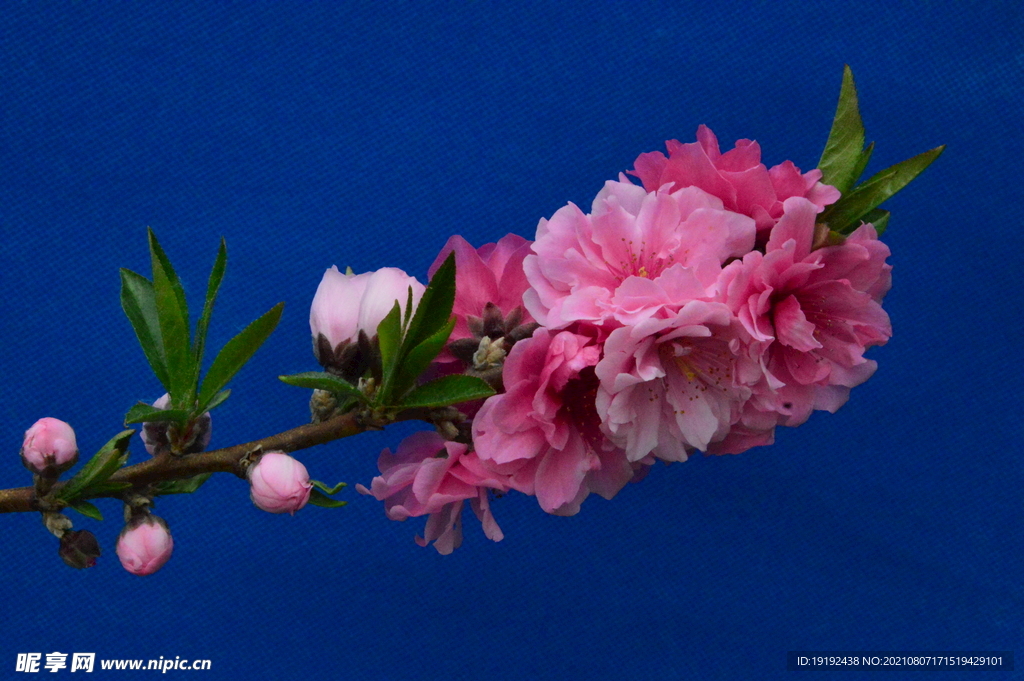碧桃花
