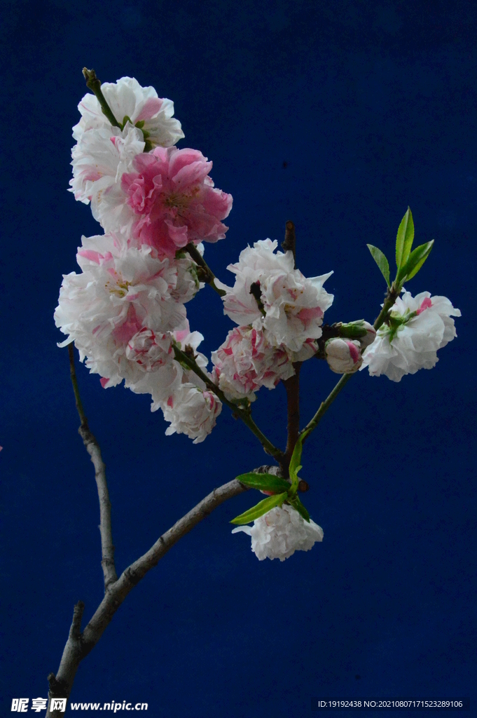 碧桃花