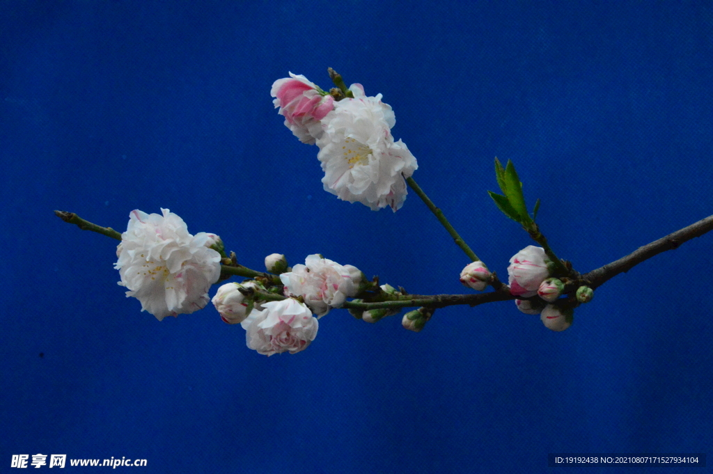 碧桃花