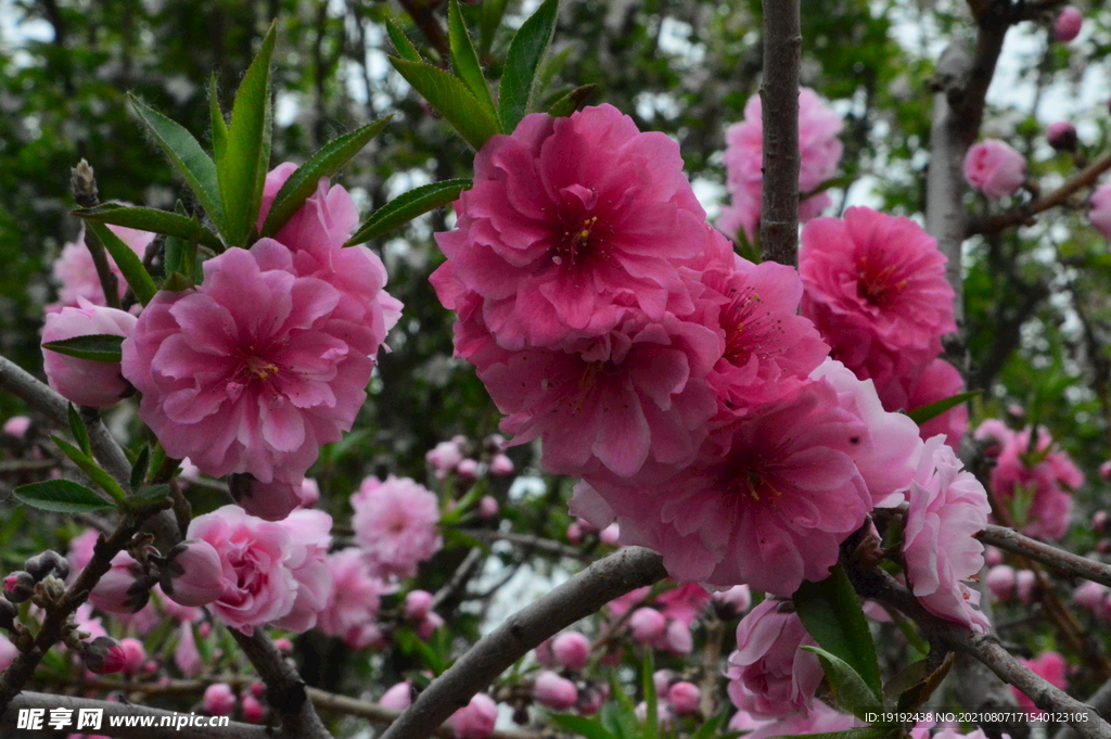 碧桃花