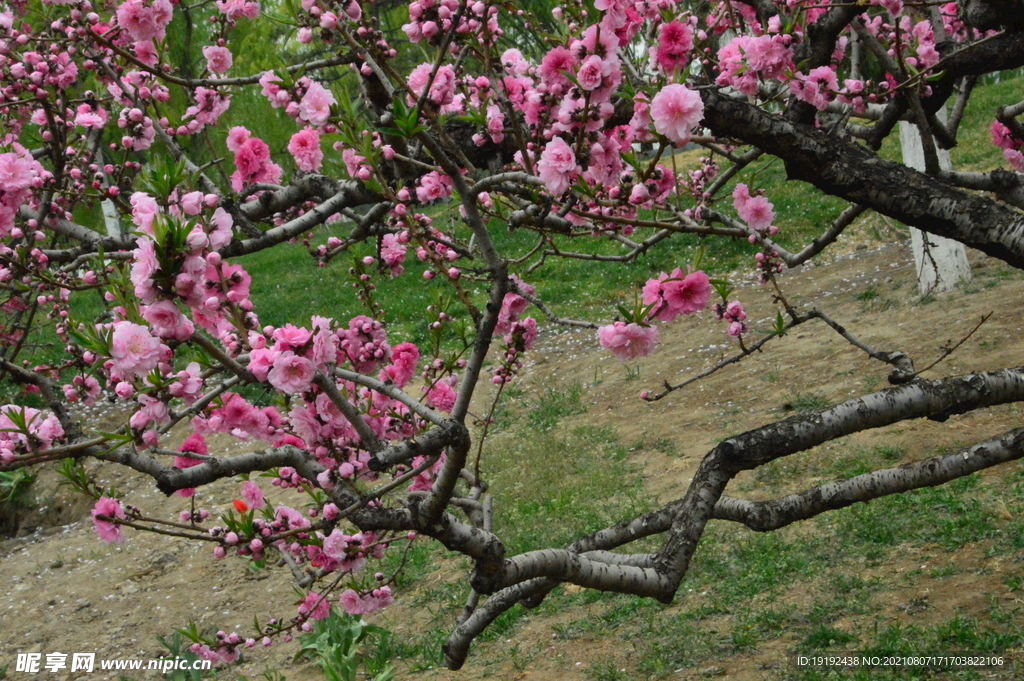 碧桃花 