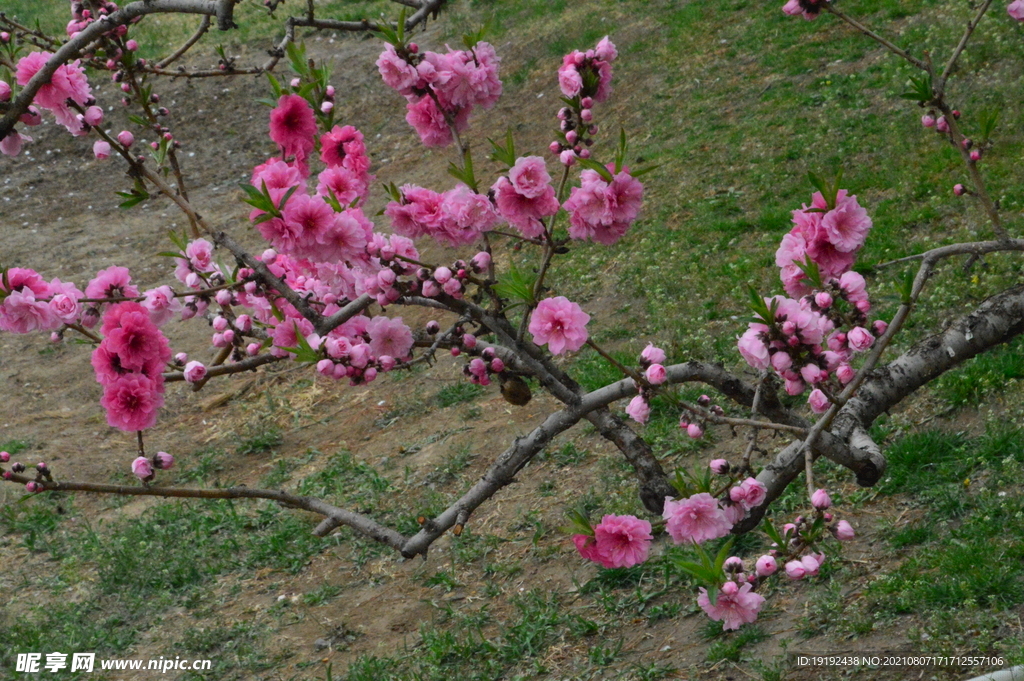碧桃花 
