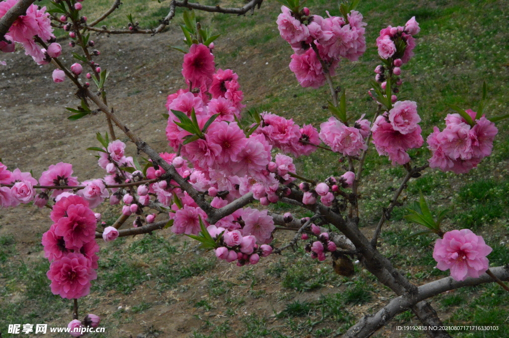 碧桃花 