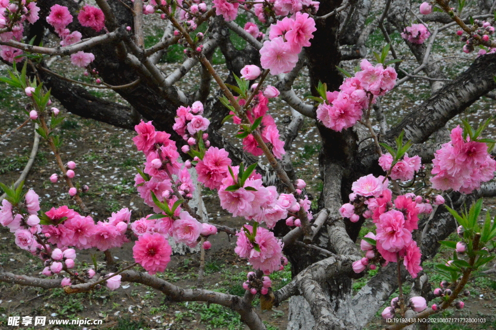 碧桃花