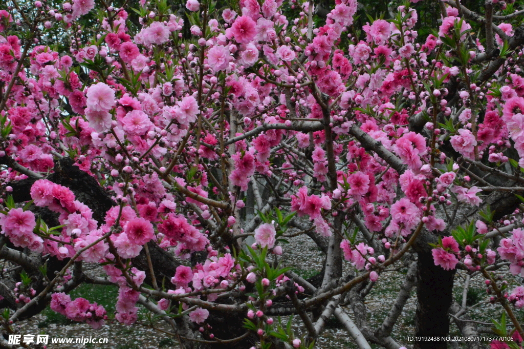 碧桃花