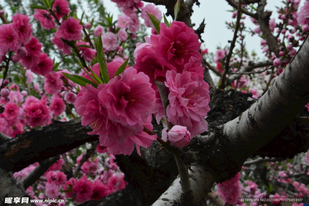 碧桃花