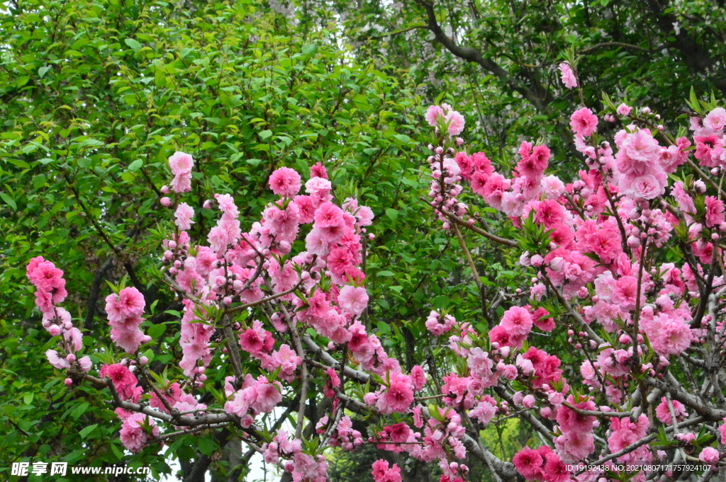 碧桃花 