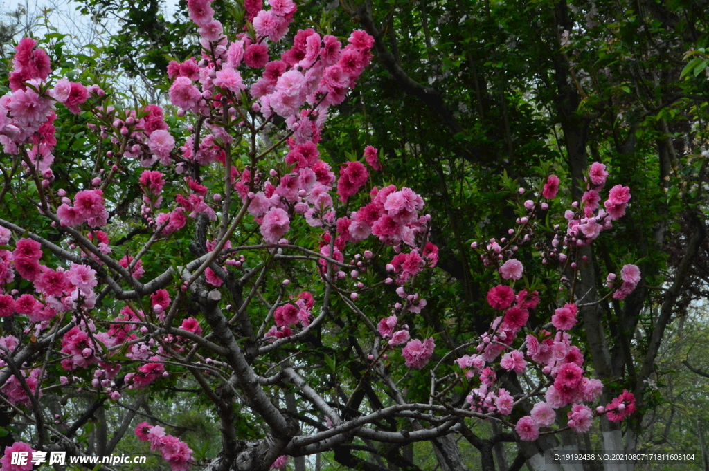 碧桃花 