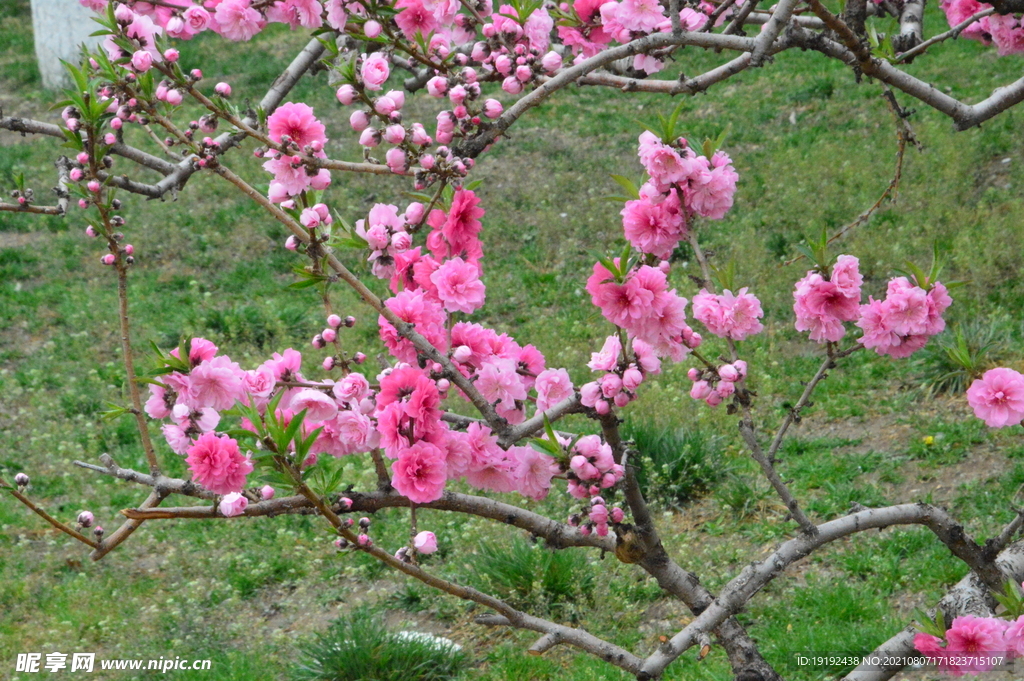 碧桃花