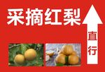 采摘红梨广告