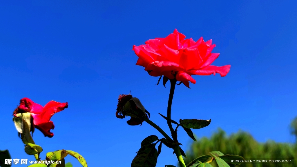 花