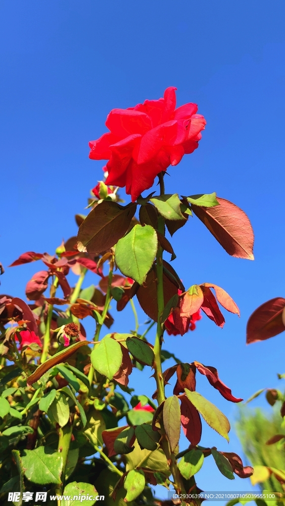 花