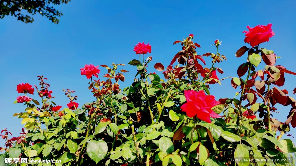 月季花