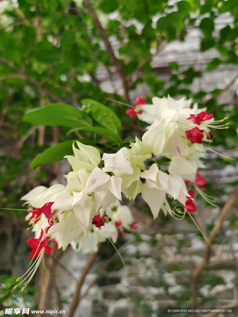 野花