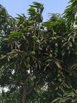 芒果树