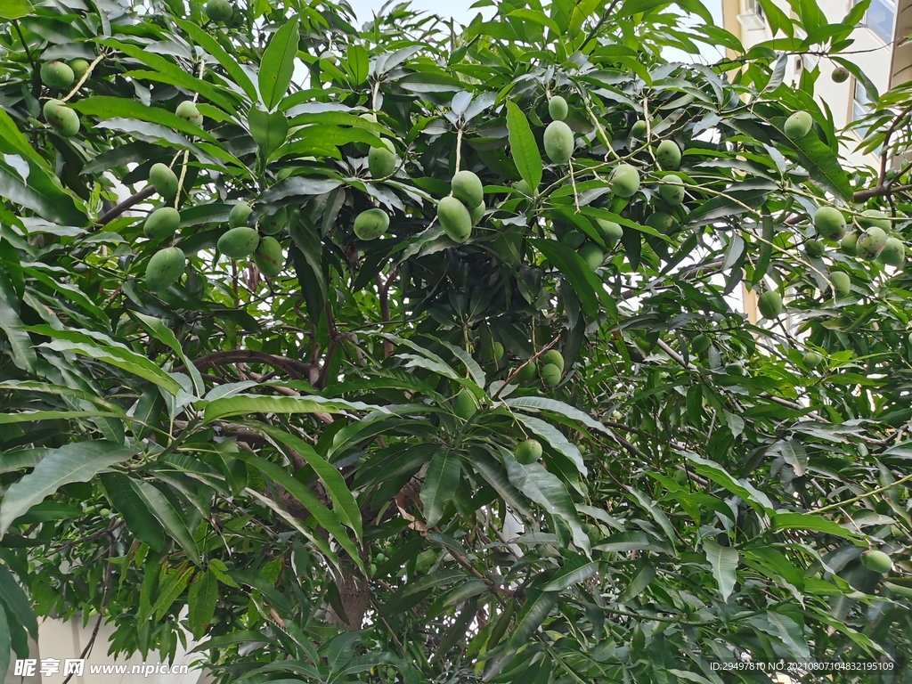 芒果树