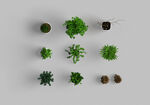 植物盆栽素材