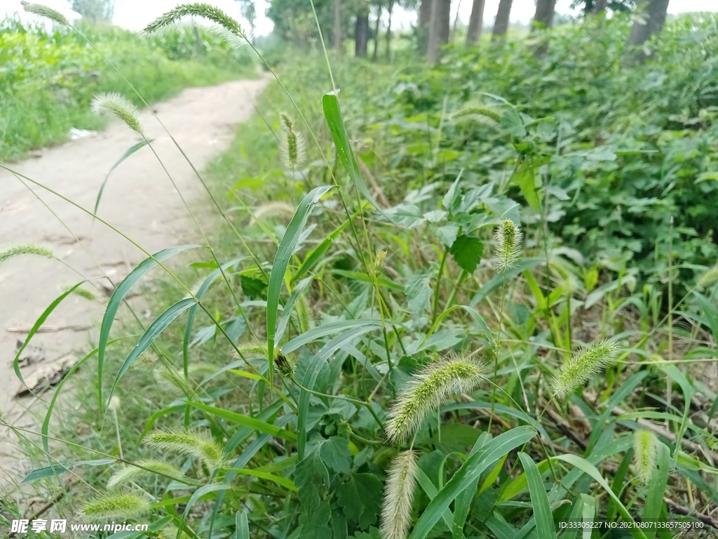 路边的野草