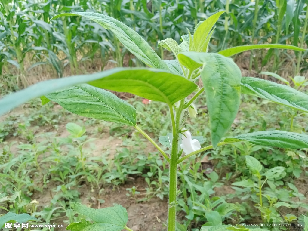 路边野生的芝麻