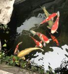 鱼