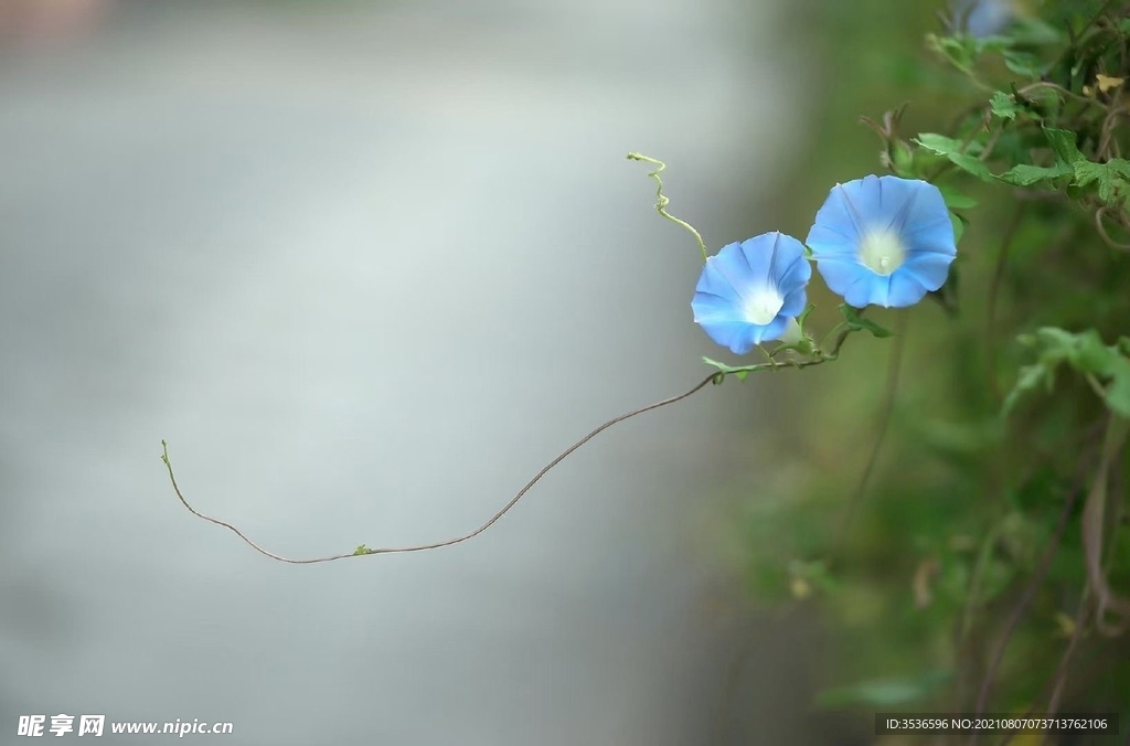 牵牛花