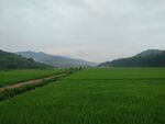 田园风光