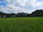 大畈稻田