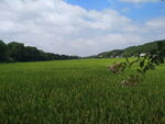 田园风光