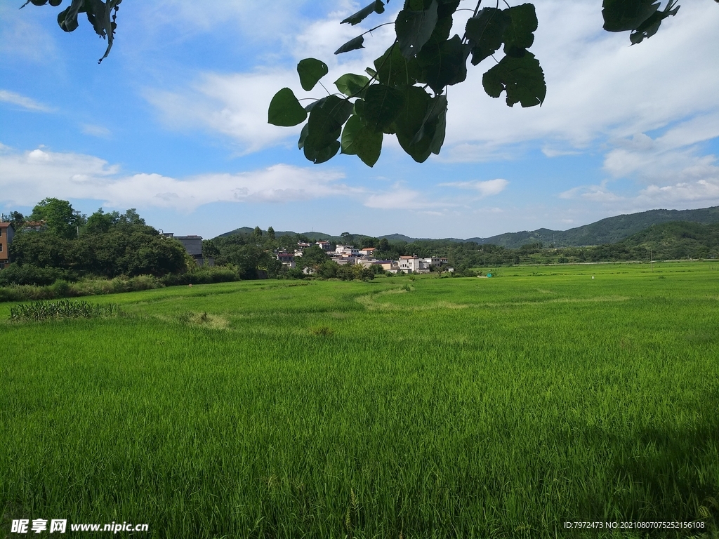 田园风光