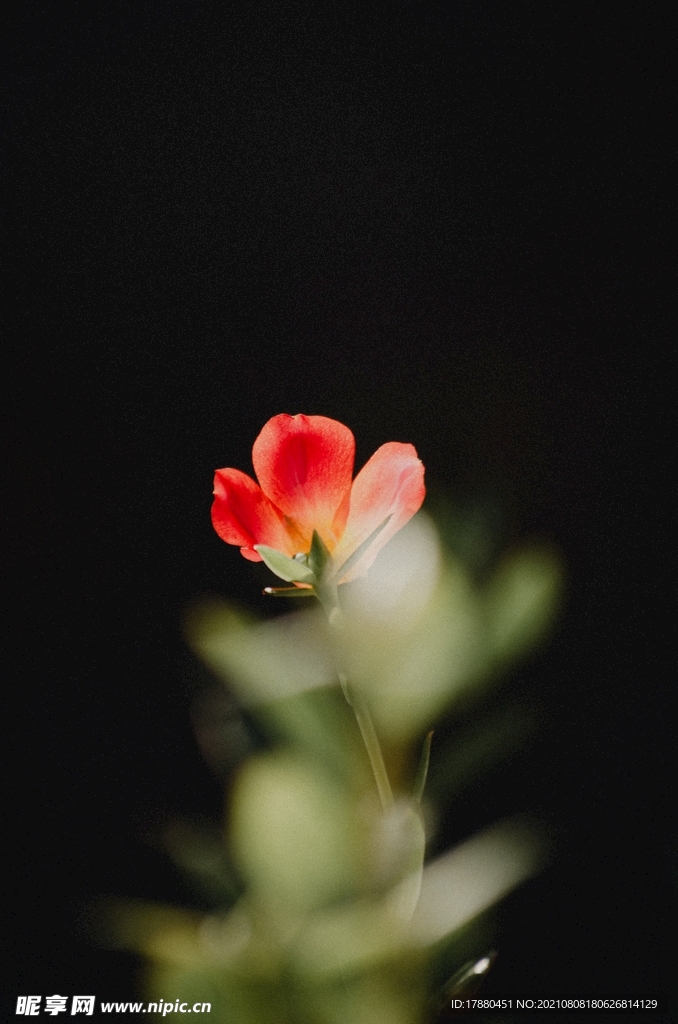 花卉