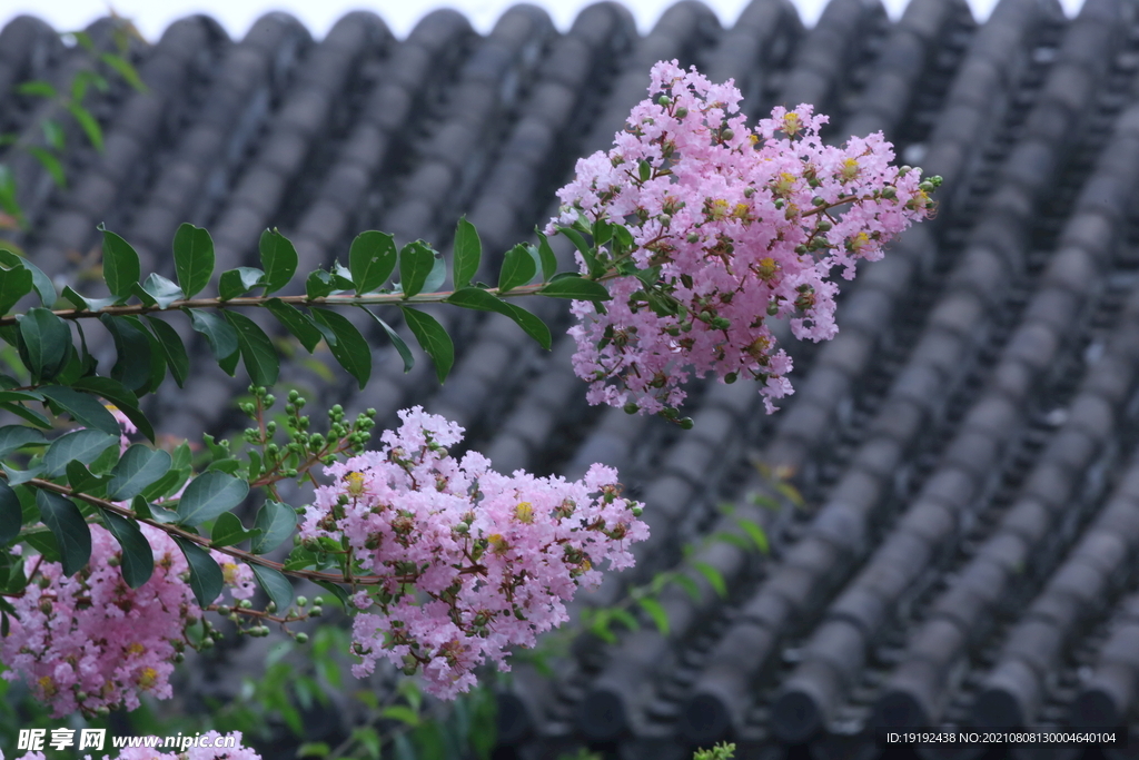 紫薇花 