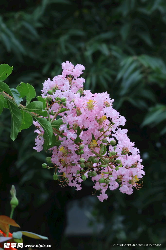 紫薇花