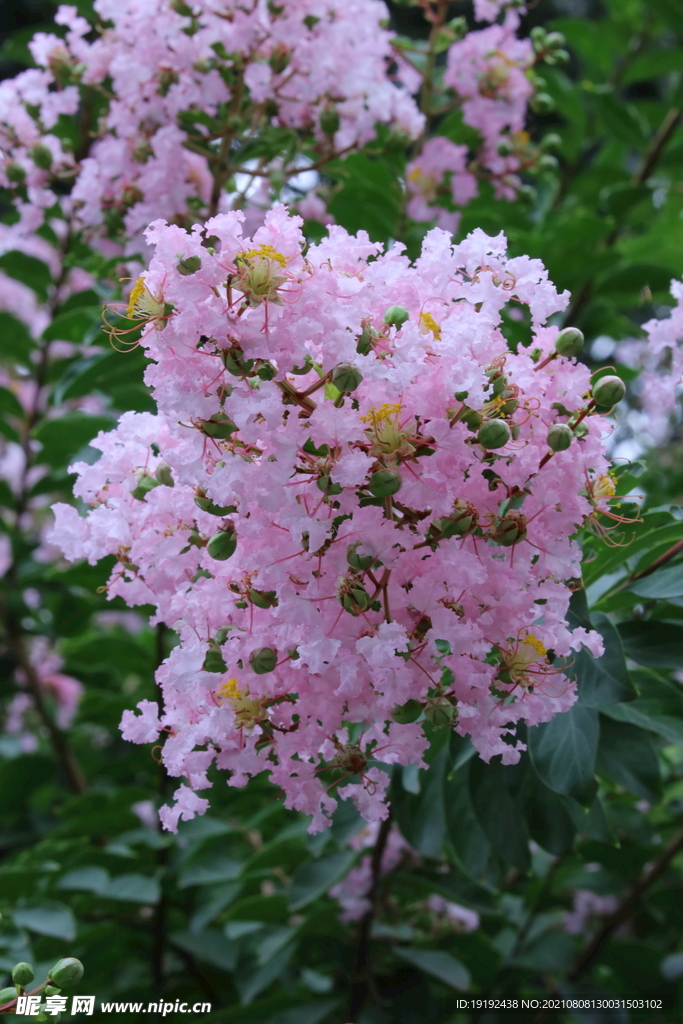 紫薇花 