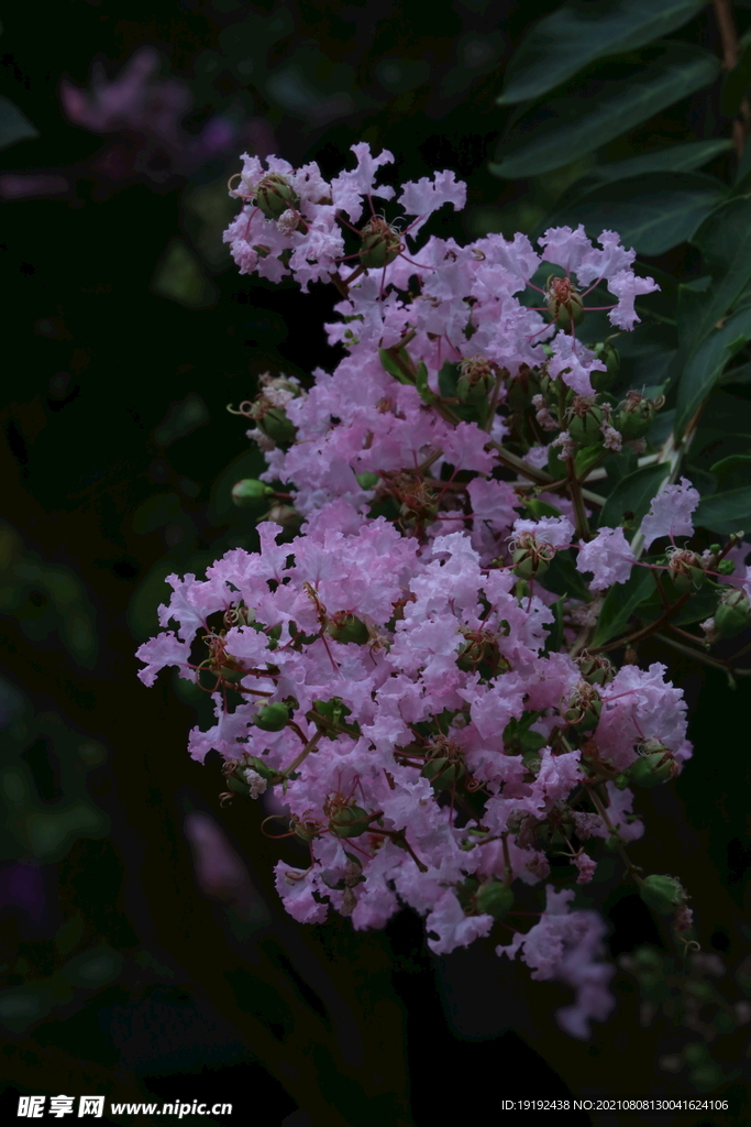 紫薇花