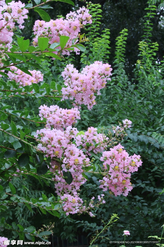 紫薇花 