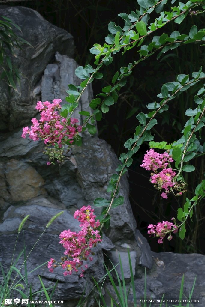 紫薇花