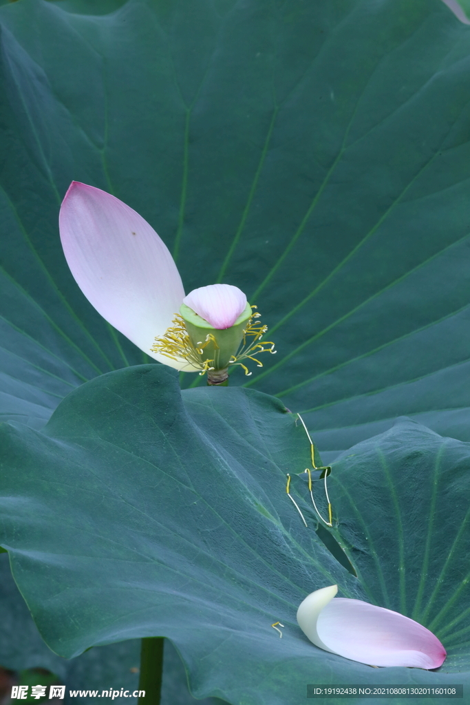 荷花 