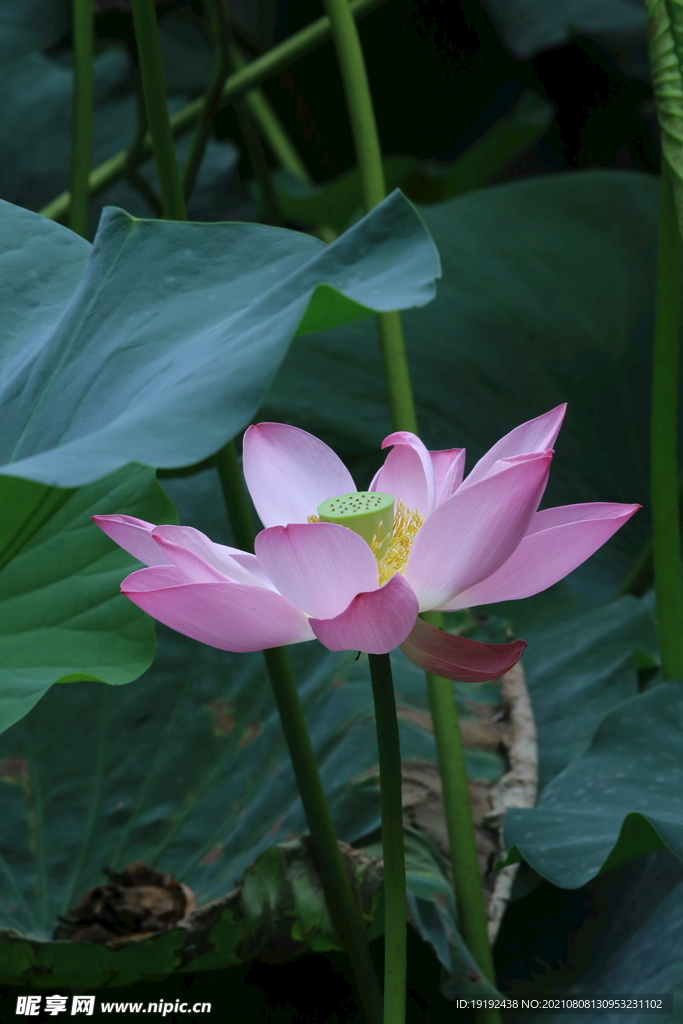 荷花 