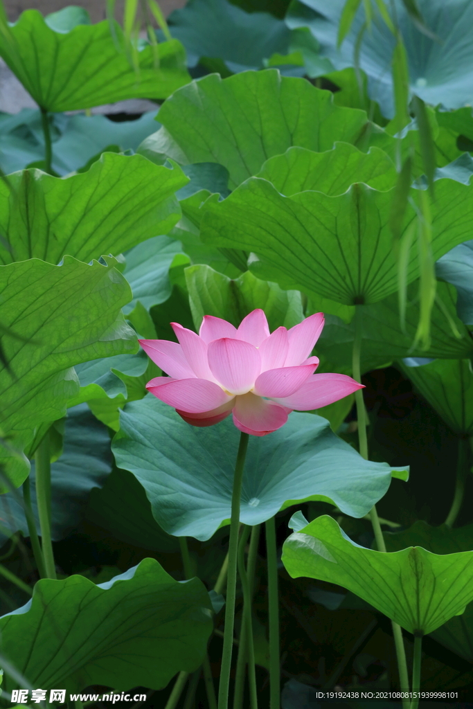 荷花荷叶 