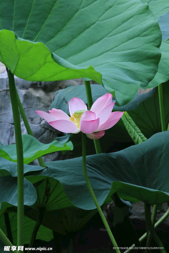 荷花 