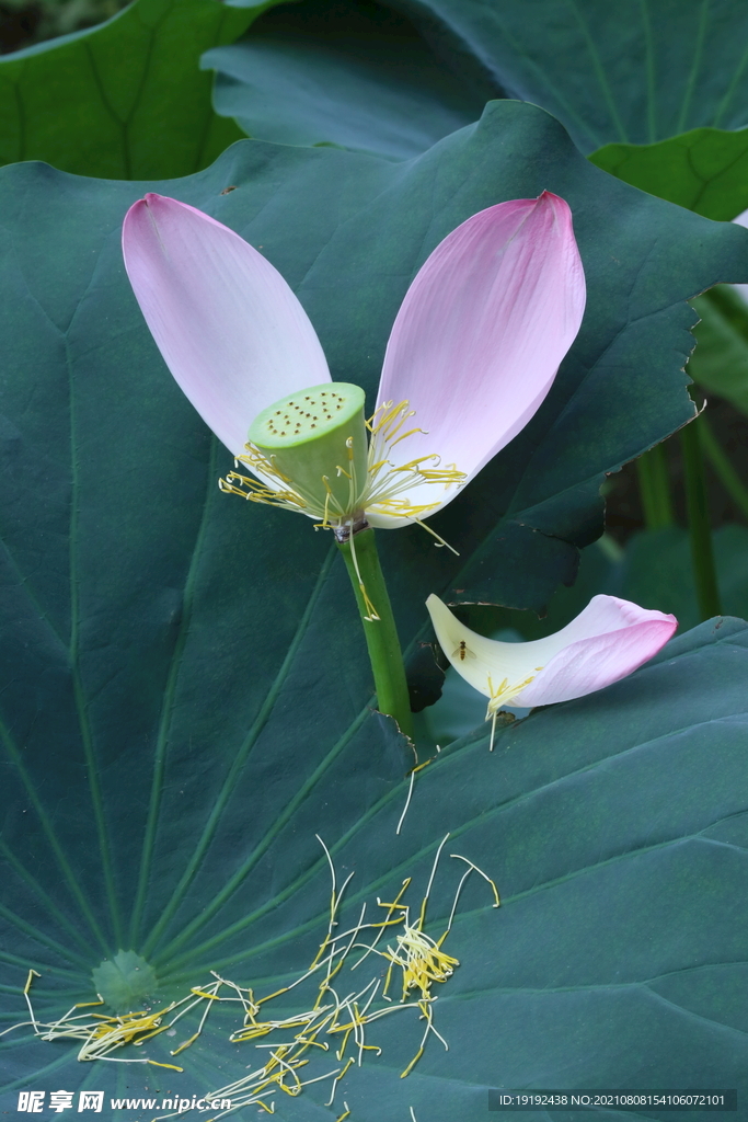荷花  