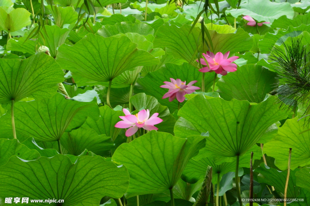 荷花