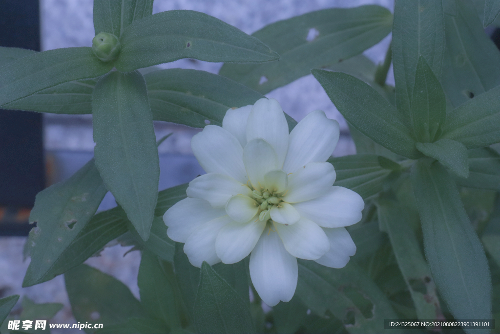 百日菊