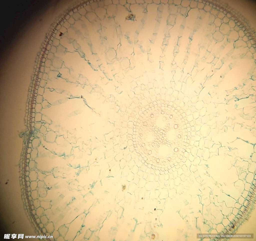 水稻根横切面