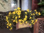 无名的小花