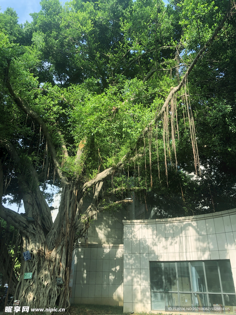 榕树