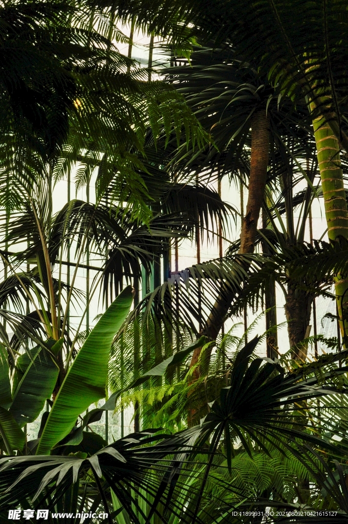 植物