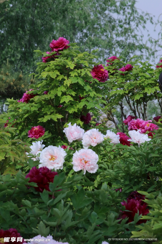 牡丹花