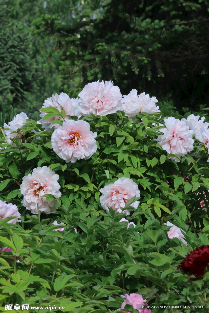 牡丹花
